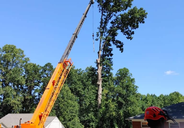 Tree service in action