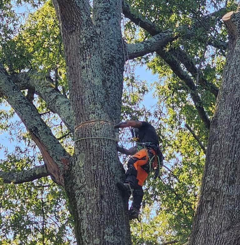 Tree care work in Matthews NC
