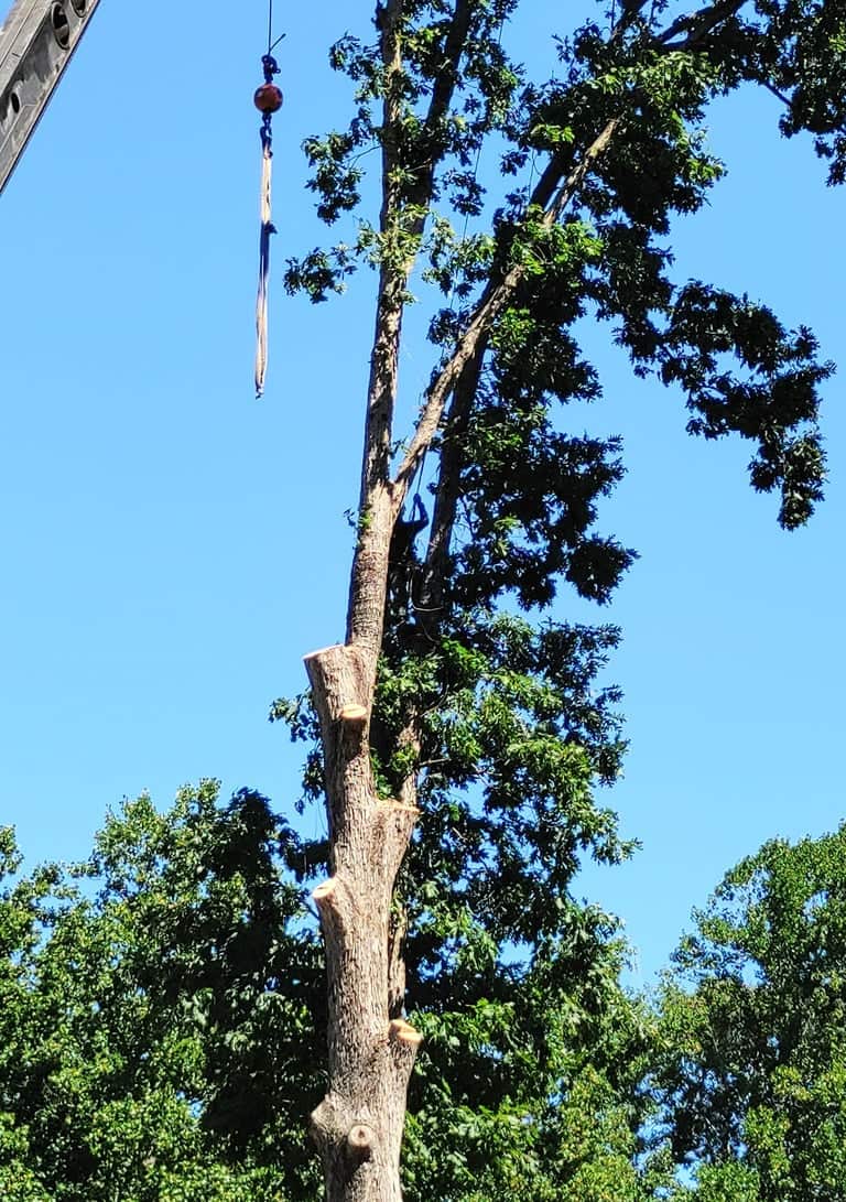 Completed tree removal project