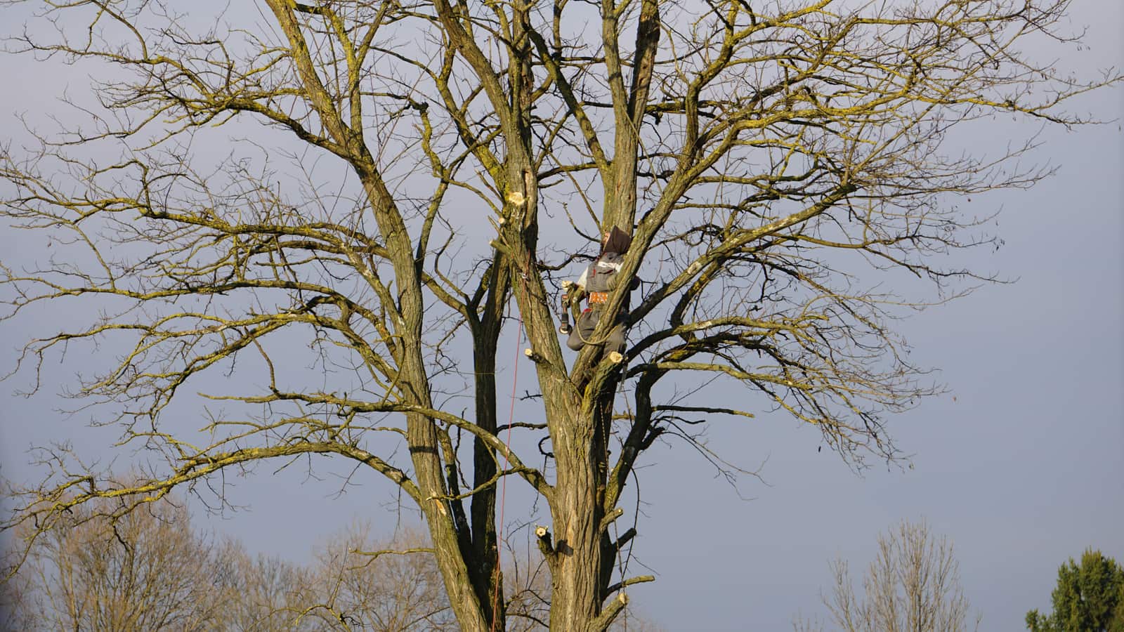 Tree health inspections