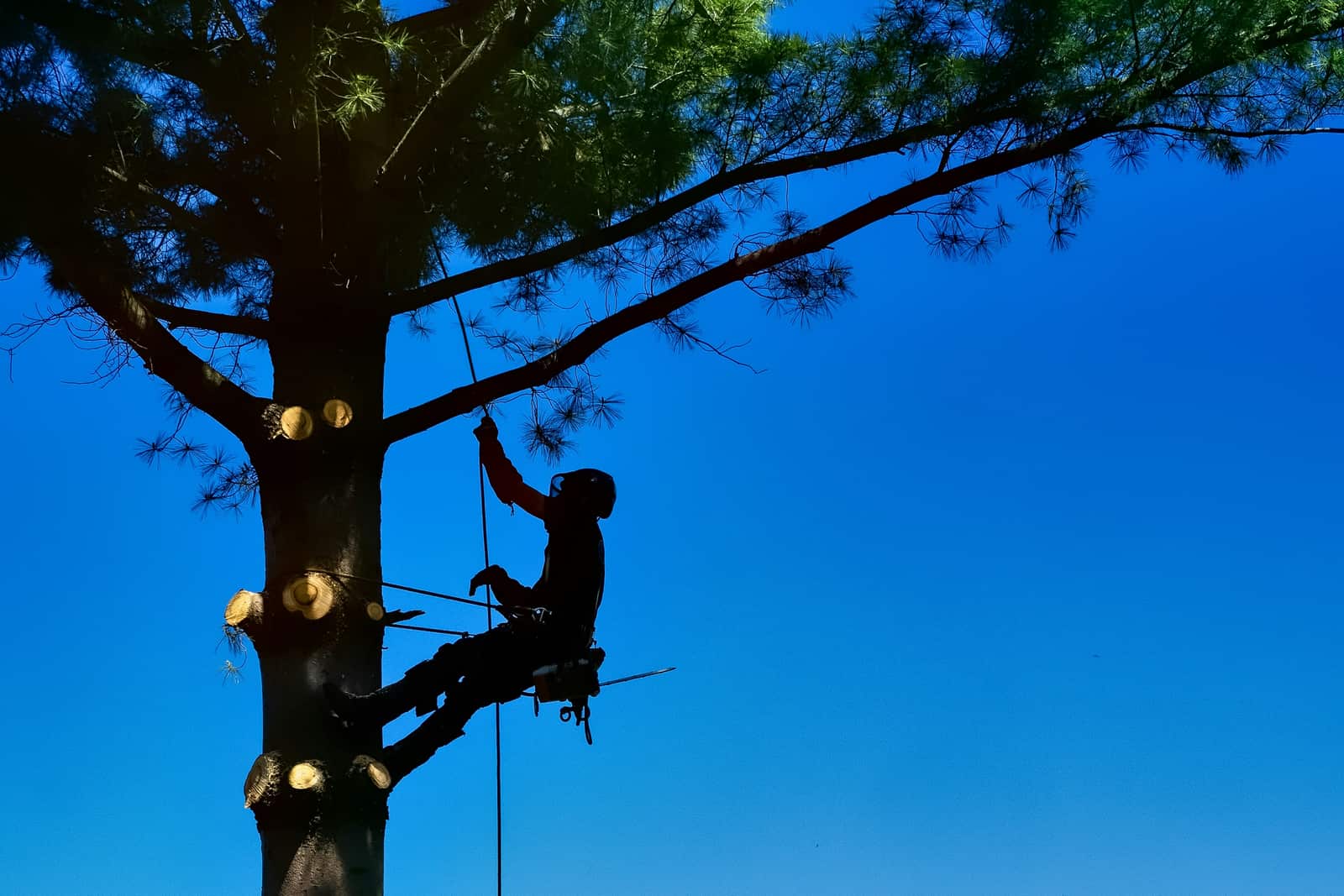 Tree care services