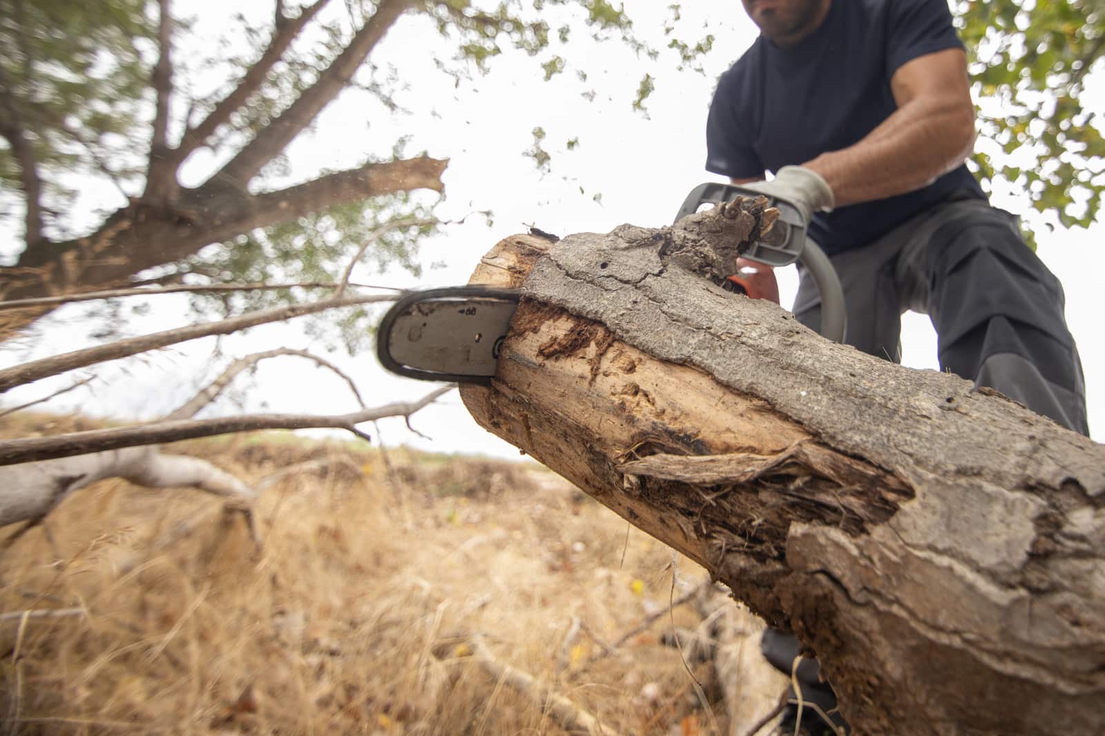 Tree removal service